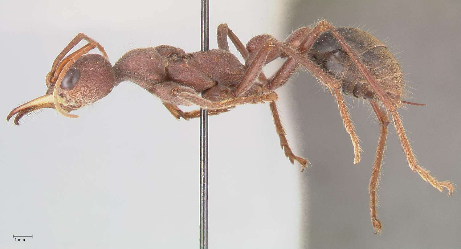 صورة Myrmecia flavicoma Roger 1861