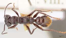 Image of Myrmecia michaelseni Forel 1907