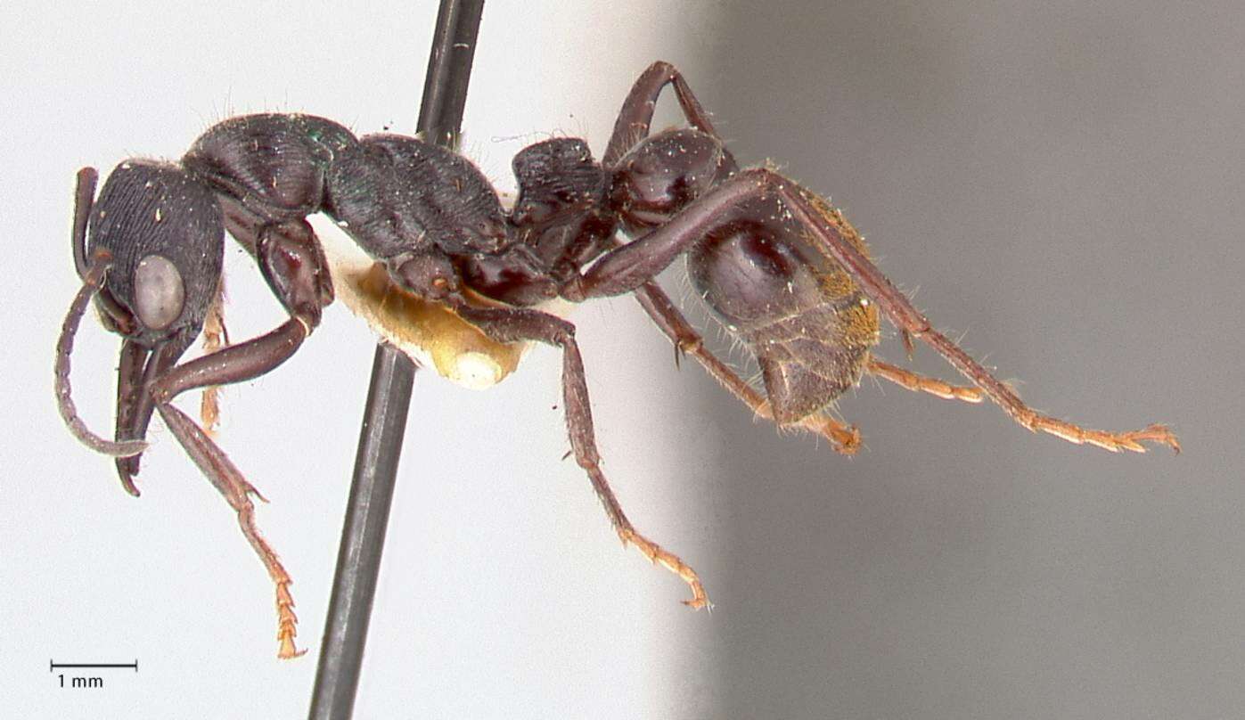 Image of Myrmecia michaelseni Forel 1907