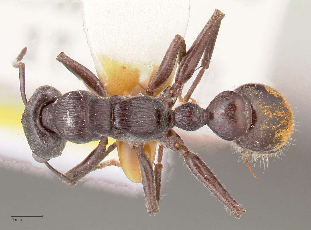 Image of Myrmecia michaelseni Forel 1907