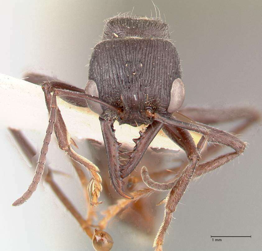 Image of Myrmecia michaelseni Forel 1907