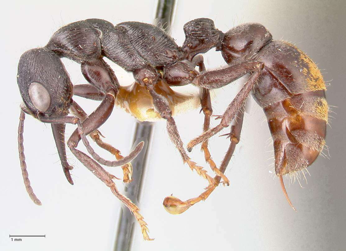 Image of Myrmecia michaelseni Forel 1907