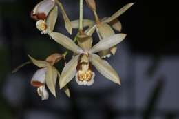 Image de Coelogyne tomentosa Lindl.