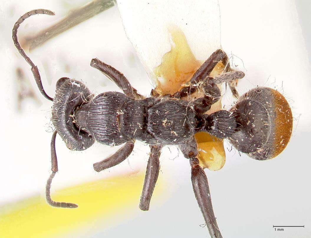 Image of Myrmecia michaelseni Forel 1907