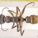 Image of Myrmecia queenslandica Forel 1915