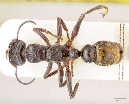 Image of Myrmecia queenslandica Forel 1915