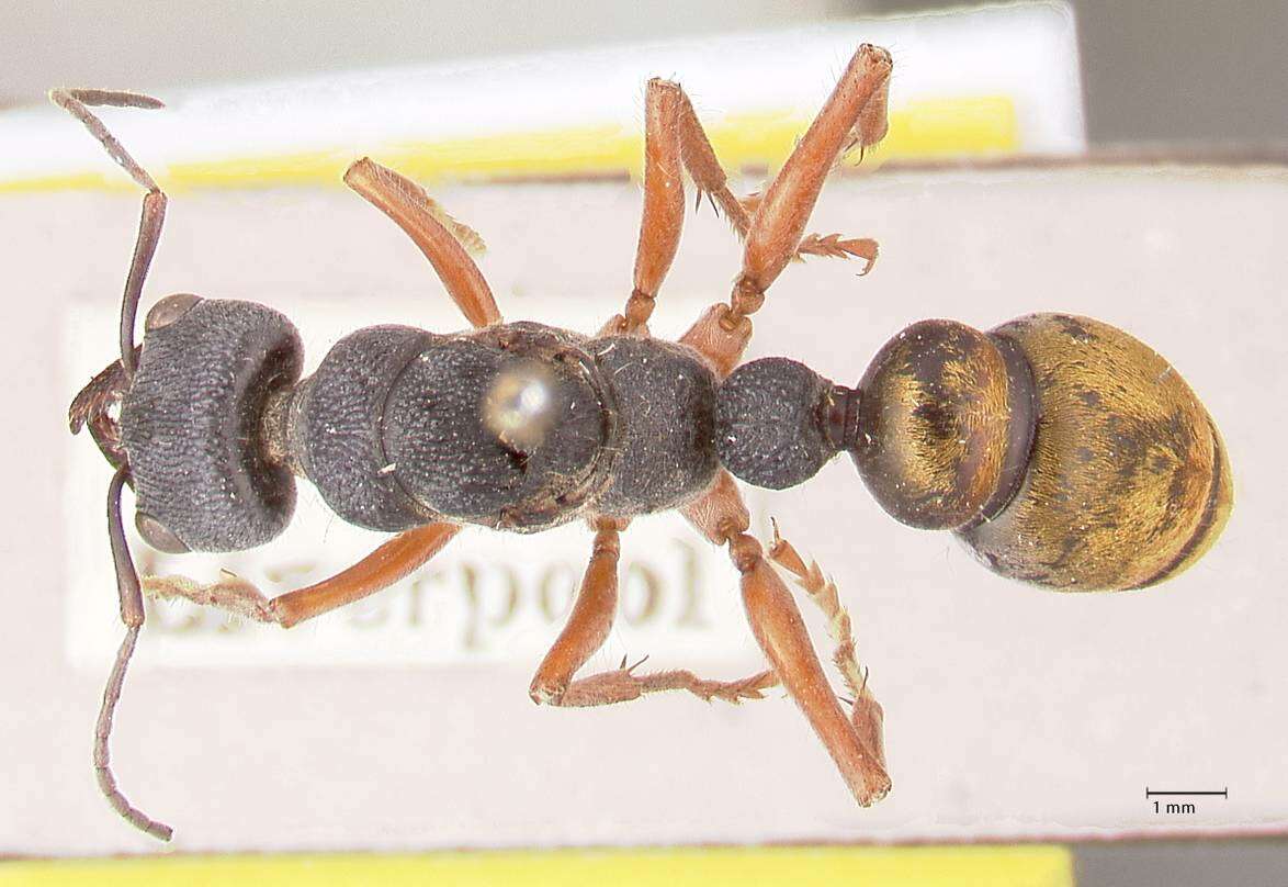 صورة Myrmecia fulviculis Forel 1913