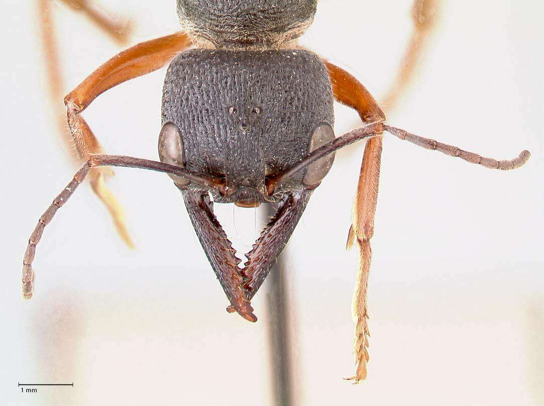 صورة Myrmecia fulviculis Forel 1913