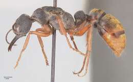 صورة Myrmecia fulviculis Forel 1913