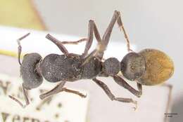 Image of Myrmecia piliventris Smith 1858