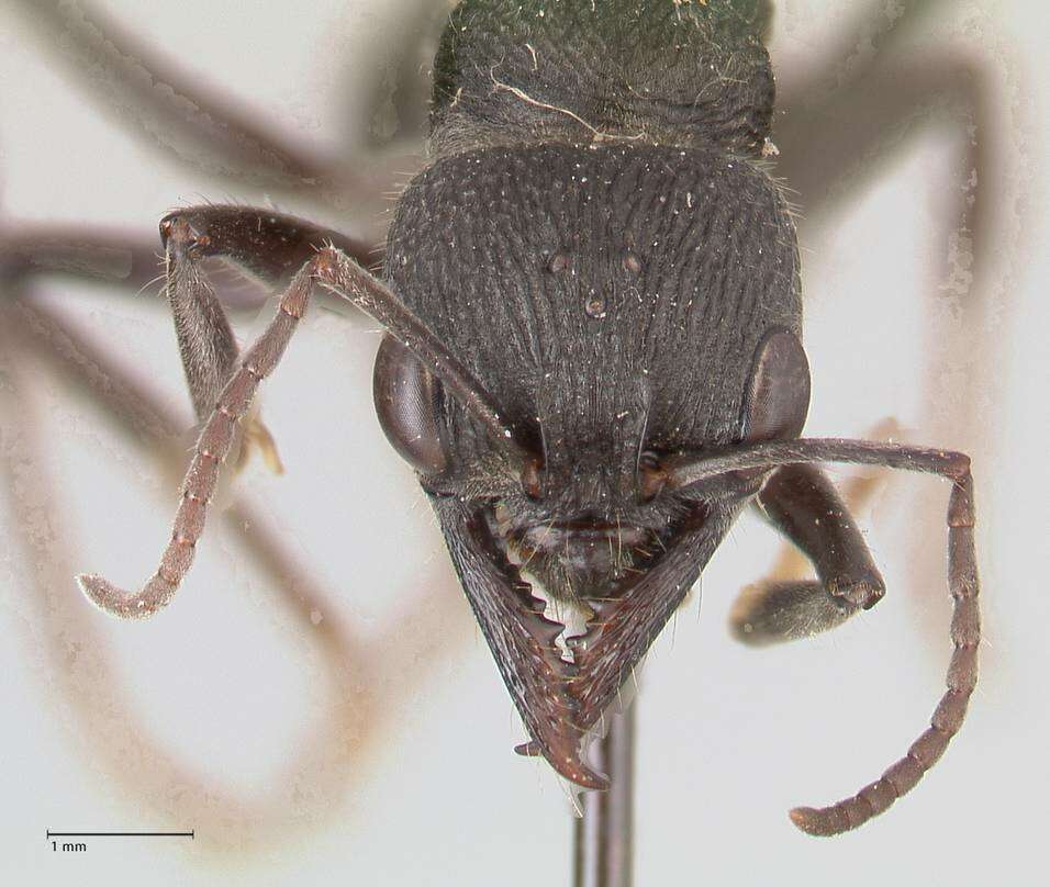 Image of Myrmecia piliventris Smith 1858