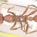 صورة Myrmecia subfasciata Viehmeyer 1924