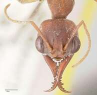 Image of Myrmecia subfasciata Viehmeyer 1924