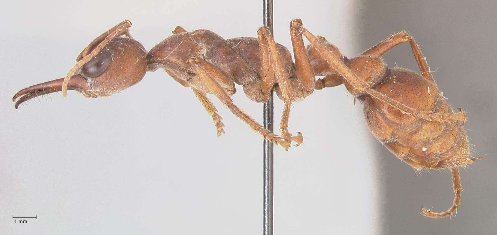 Image of Myrmecia subfasciata Viehmeyer 1924