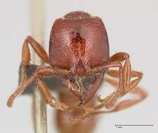 Image of Dracula Ants