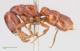 Image of Dracula Ants