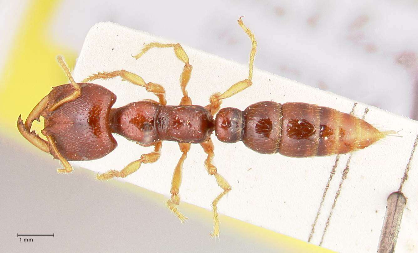 Image of Dracula Ants