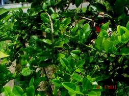 Image of Kaffir Lime