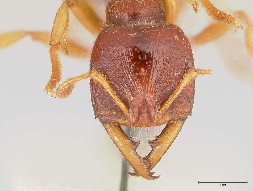 Image of Dracula Ants