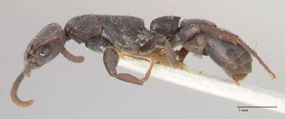 Imagem de Platythyrea angusta Forel 1901