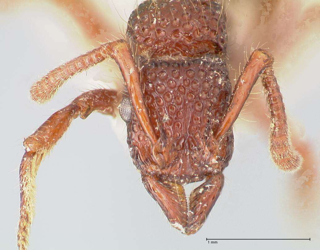 Image of Gnamptogenys coxalis (Roger 1860)