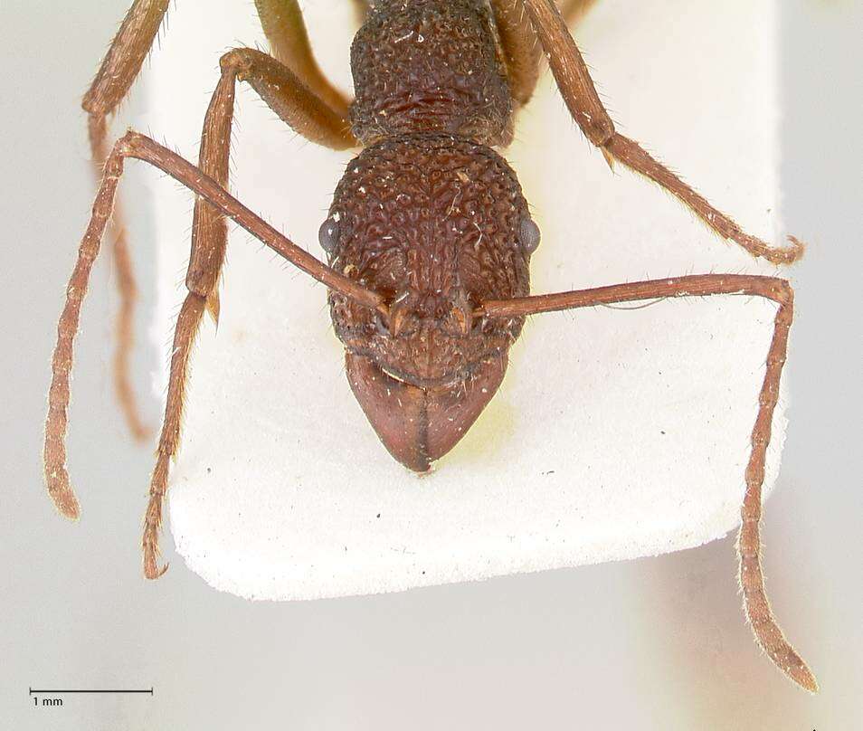 Image of Rhytidoponera rotundiceps Viehmeyer 1914