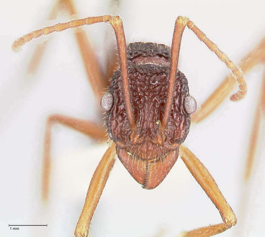 Image of Rhytidoponera nexa Stitz 1912