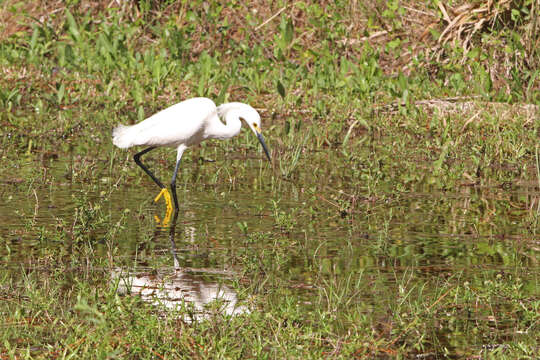 Image of Snowy Egret