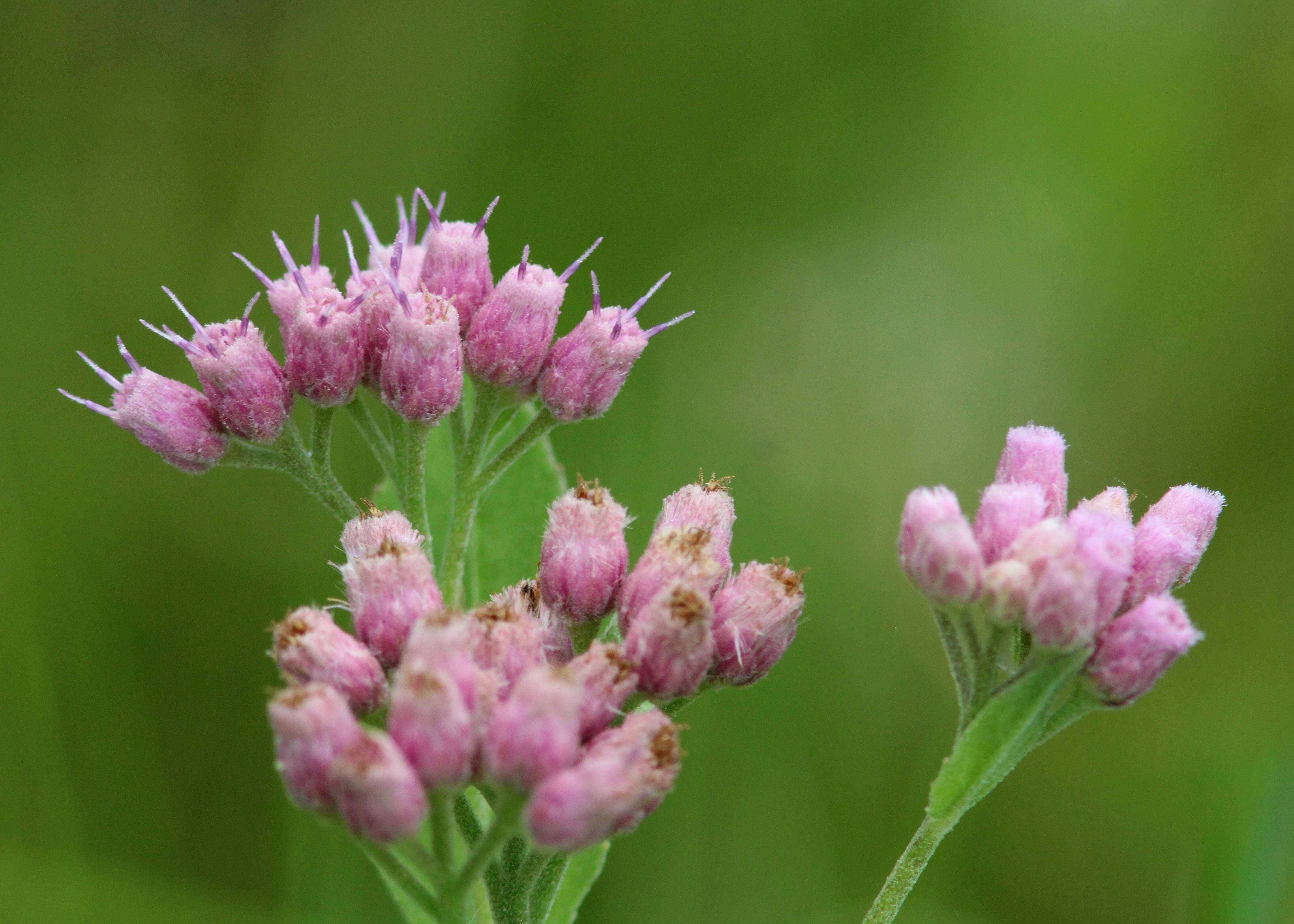 Pluchea odorata (L.) Cass. resmi