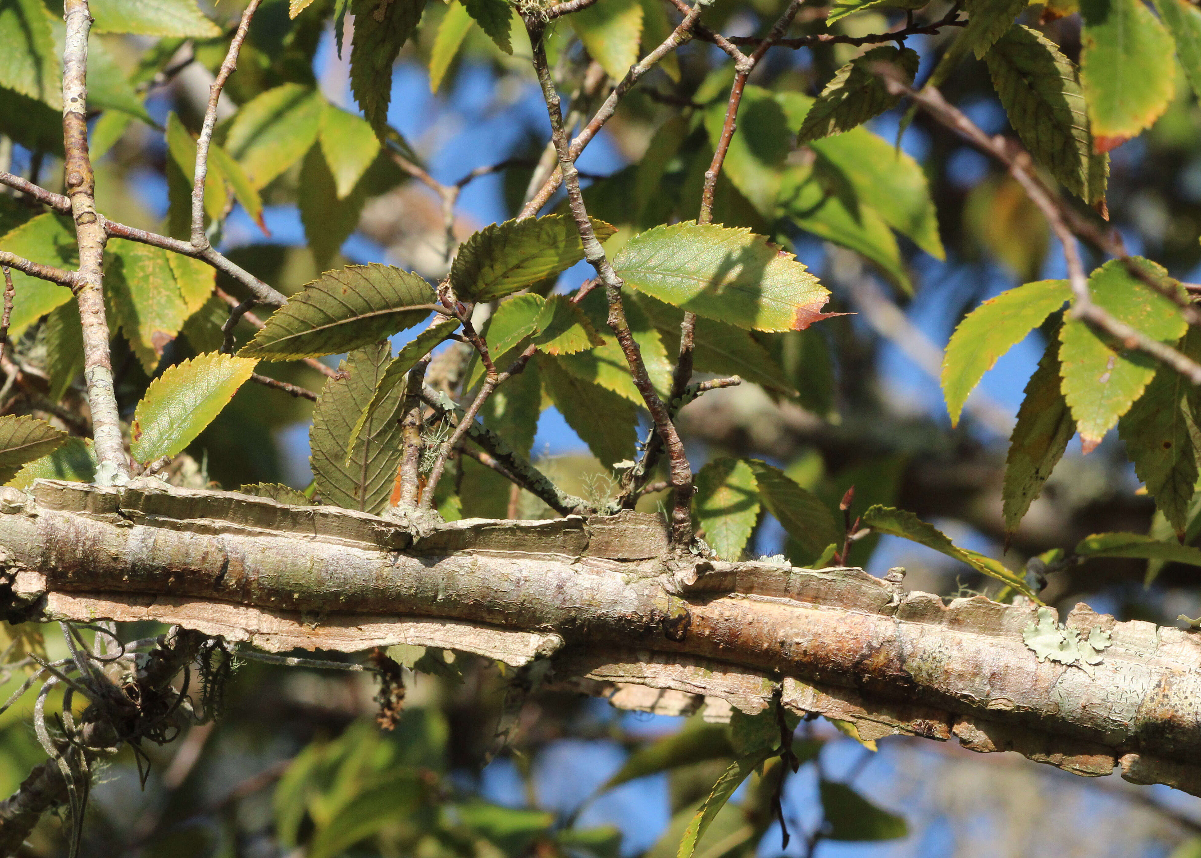 Ulmus alata Michx. resmi