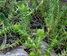 Image of Crassula schimperi Fisch. & C. A. Mey.