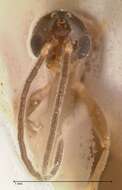 Image of Hypoponera pruinosa (Emery 1900)