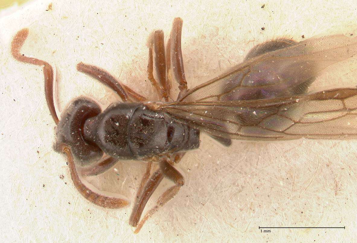 Image of Hypoponera pruinosa (Emery 1900)