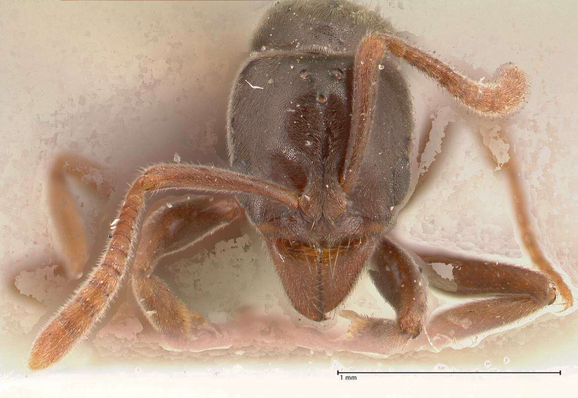 Image of Hypoponera pruinosa (Emery 1900)