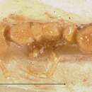 Image of Hypoponera longiceps (Forel 1913)