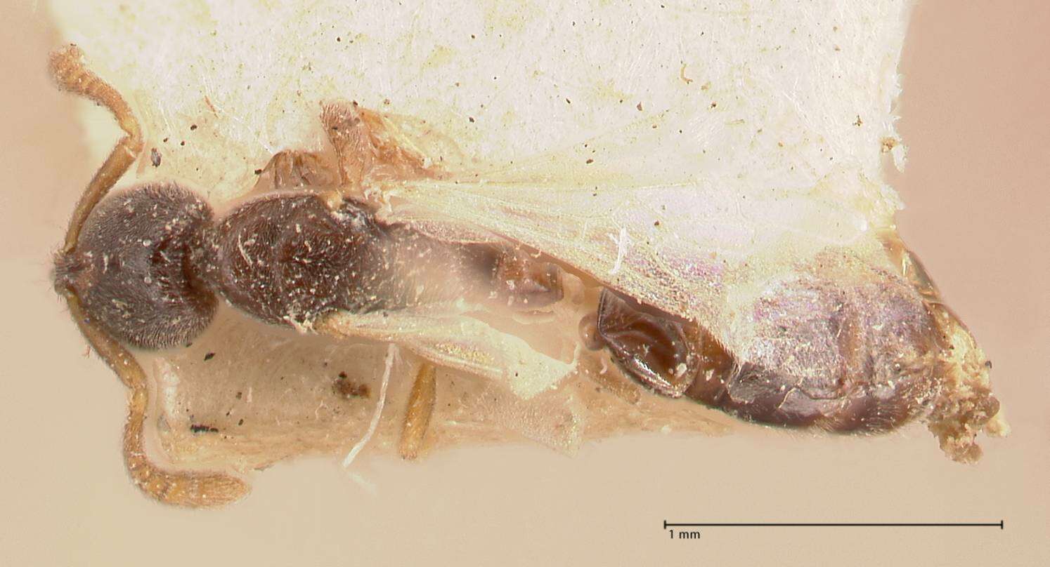 Image of Hypoponera pia (Forel 1901)