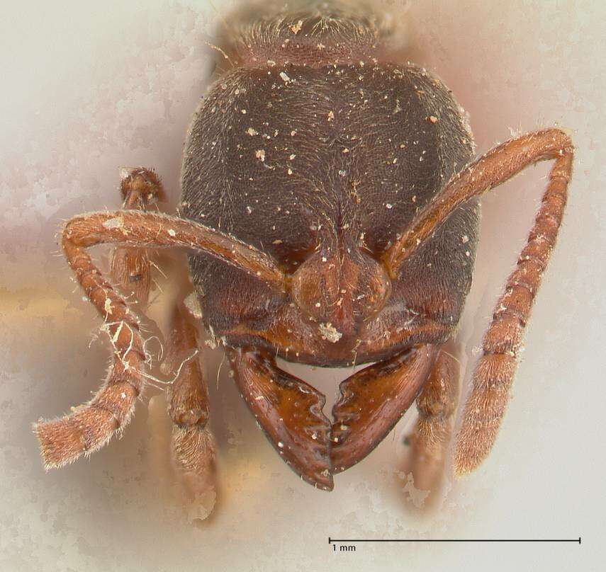 Image of Pseudoponera stigma