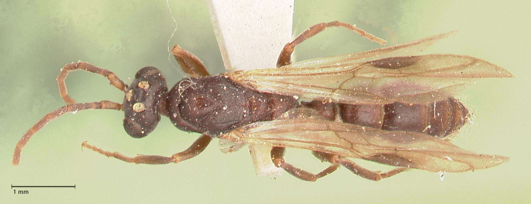 Leptogenys maxillosa (Smith 1858)的圖片