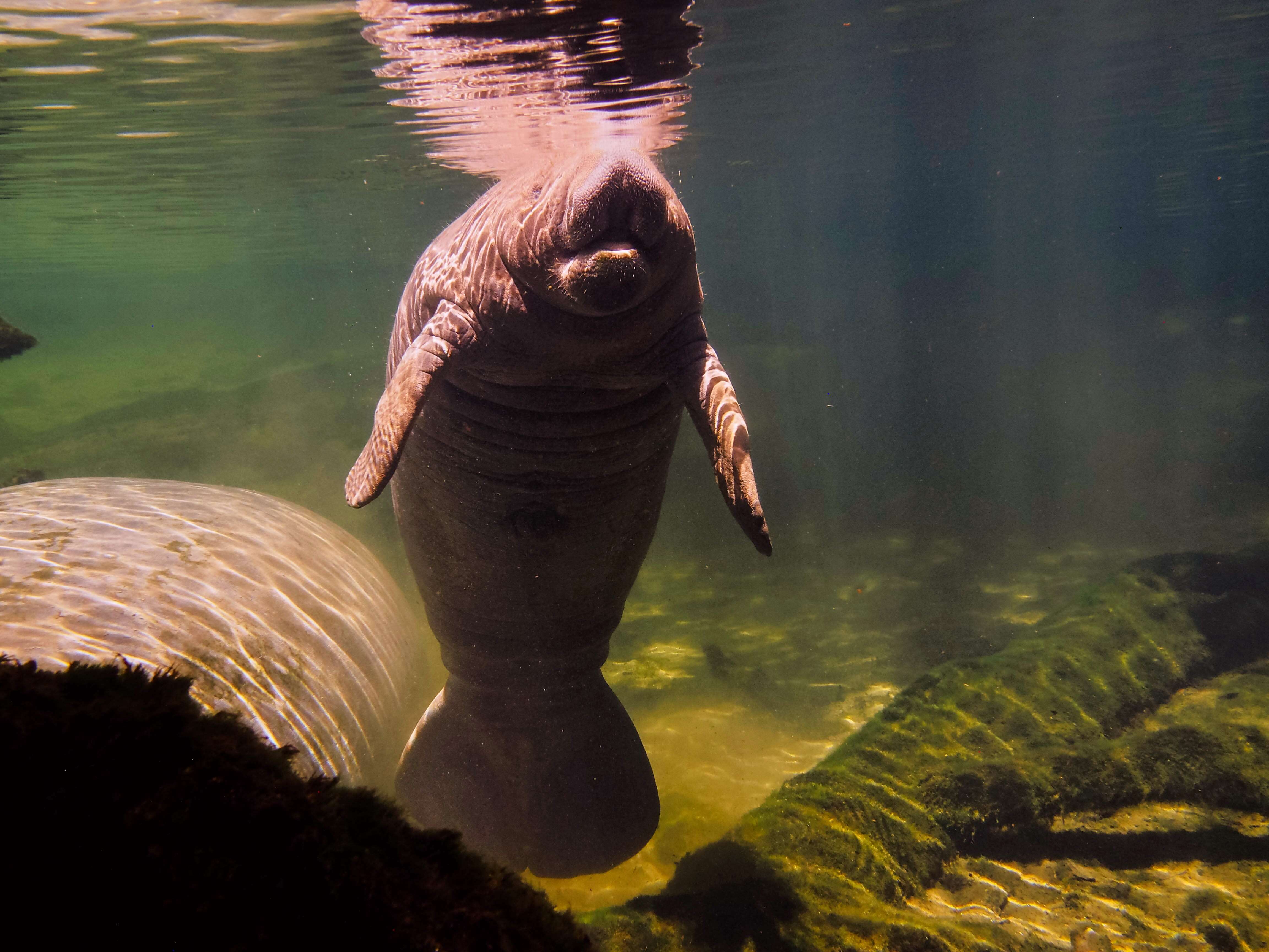 Image of manatees