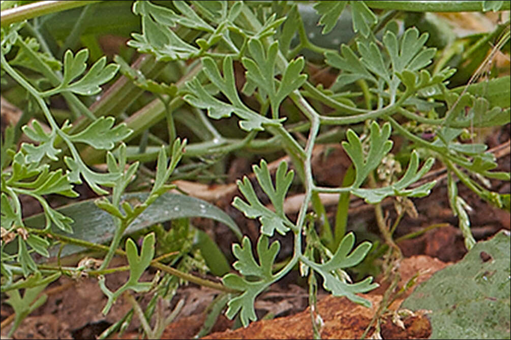 Image of Common Fumitory