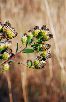 Image of Hard-Leaf Flat-Top-Goldenrod