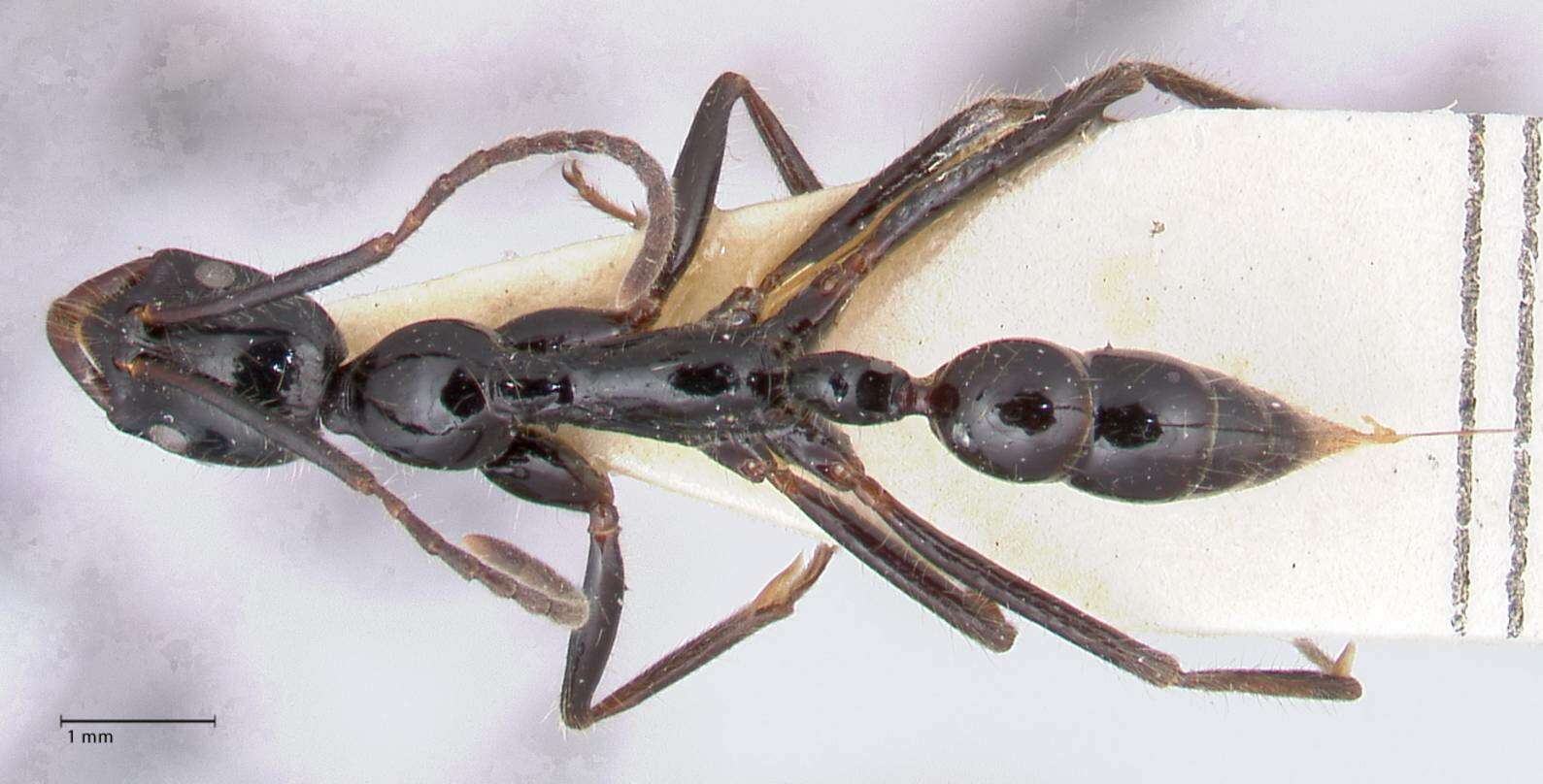 Image of Leptogenys papuana Emery 1897