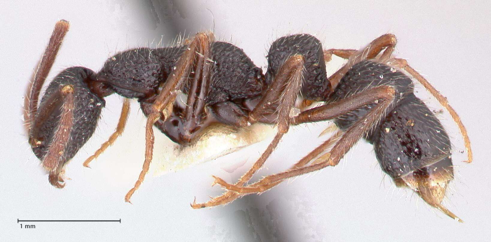 Image of Leptogenys