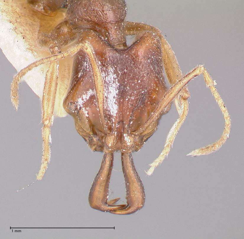 Plancia ëd Anochetus ruginotus