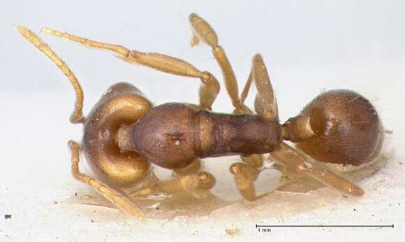 Image of Ant