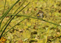 Image de Paruline à croupion jaune