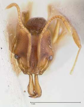 Image of Ant