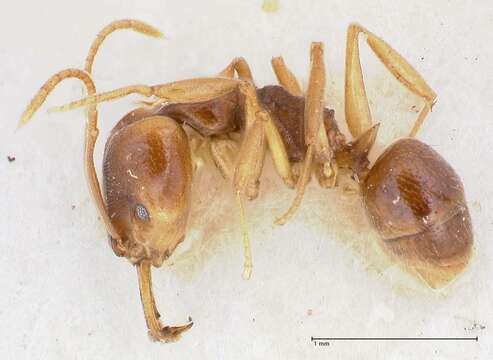 Image of Ant