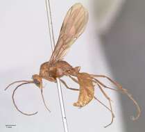 Image of Odontomachus affinis Guerin-Meneville 1844