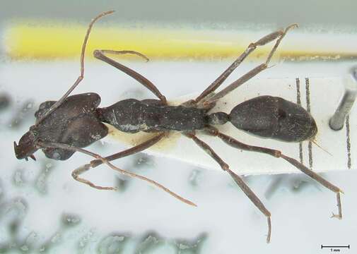 Image of Trap-jaw Ants